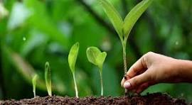 Plant Growth Regulators